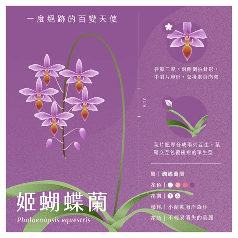 黃色蘭花花語|116種花語介紹，最完整花語大全